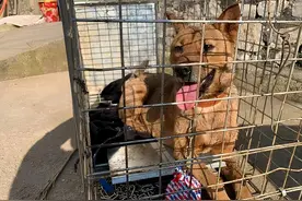 那只在溶洞困了6年，靠村民投食剩饭为生的小狗，是如何获救的？图片