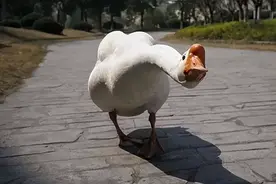 大鹅攻击老人致残！鹅的"战斗力"有多强？为何蛇和黄鼠狼也怕鹅？图片