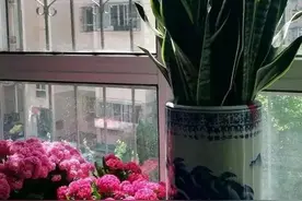 ​这4种花是“氧气制造机”，卧室放一盆，一觉睡到天亮图片
