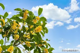 秋季限定科普‼️那些开在秋天的花图片