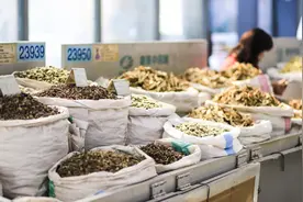 今日药材行情 连翘 茯苓 猪苓 蝉蜕 槐米 石菖蒲 当归 苍术 蒲公英 天麻图片