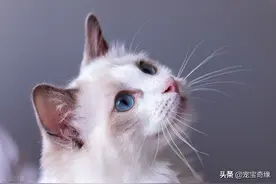 我该给自己的爱宠做绝育吗？图片