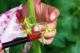 西红柿（番茄）点花药剂和点花方法图片