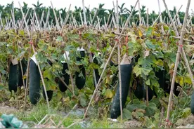 三亚崖州区一个月销售冬瓜1132.8万斤！图片