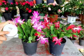 3种喜庆的高颜值花，送人自养都不错，好运常伴又好养，值得拥有图片