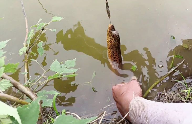 老人说黄鳝血是大补，小伙去田里钓起大黄鳝，生喝血酒差点没命？