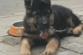 德国牧羊犬三个月了，应该怎么训练希望有专业人士指导一下图片