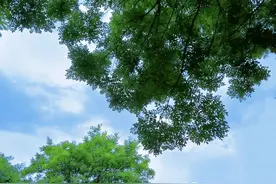 散文诗：纵使夏花落尽，也有绿叶可以繁华一整个夏天图片