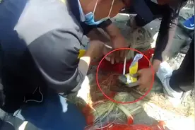 苏州河道发现湾鳄，本不应该在这里，成年湾鳄能长到7米图片