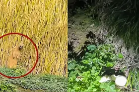江苏男子田间呵斥黄鼠狼，晚上送鸡蛋道歉，黄鼠狼真会“讨封”？图片