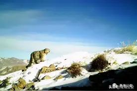 如何认识人兽冲突 如何管理人兽冲突图片