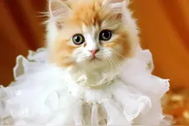 穿裙子的小猫猫图片