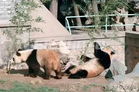 1984年，美方借2只大熊猫给洛杉矶奥运会助兴，半月挣回30万美金图片
