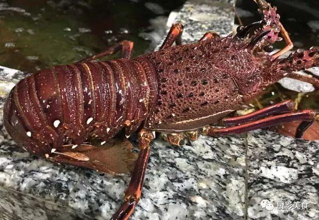 40头的花胶是几级 2025年花胶40头是什么意思?