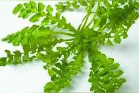 荠菜，古称护生草，时下是养生菜图片