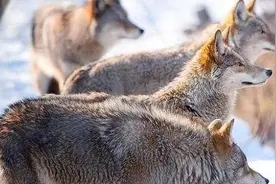 母狼难产，公狼到军营附近求助，为感谢女军医，野狼帮忙站岗放哨图片