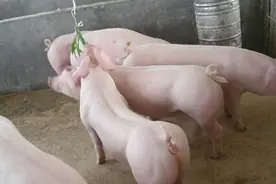 猪吃什么长得快肥得快？一只猪一天吃几斤饲料？图片