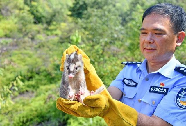 鱼鳅猫是什么动物?像猪又像鼠,私闯民宅蹭吃蹭喝民警却说不能抓