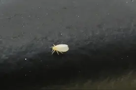 到处飘飞的“小白虫”是啥？对人体有害吗？图片