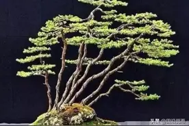 一本多干盆景难看？那是没有掌握这些规则图片