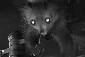 挖鼻孔界的王者，狐猴用8cm长的中指深入鼻孔，只为获取鼻涕图片