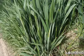 新轮降雨即将来袭，小麦第二水啥时浇？需不需要浇？看完就明白了图片