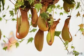 吃苍蝇已经够恶心的了，怎么还有吃便便的呢？图片