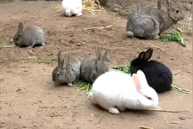 3只兔子7个月繁殖近百只！为何兔子繁殖速度这么快却少有人养？图片