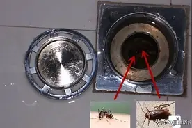 九成人都不知蟑螂最怕啥，教你屋内放些“它”，蟑螂“自动消失”！图片