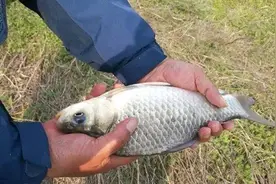 夏季天热难钓大板鲫？几款饵料配方送你，温度越高效果越好图片