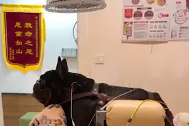 浙江一狗子瘫痪失明，女主人两年花40万救治，花费巨大引网友争议图片