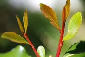 阿拉伯茶：几乎毁掉一个国家图片