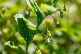 黄精是怎样一种植物，为何叫“仙人余粮”？在哪些地方能挖到它？图片