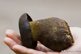 “四大菌王”，世界级的食用菌，吃过三种就是人生赢家图片