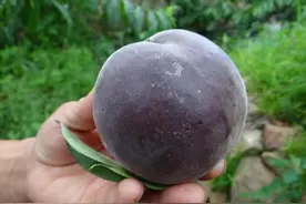 家中有空地，栽几棵这种“新兴”果树，抗旱耐冻易打理，果肉美味图片