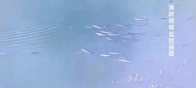鱼身上长黑点怎么办