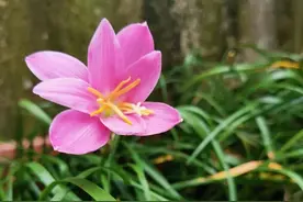 中年女人还向往爱情吗图片