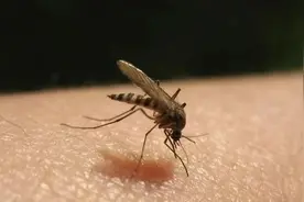 一件事改变「招蚊体质」，关键就是你每天用的洗护品图片