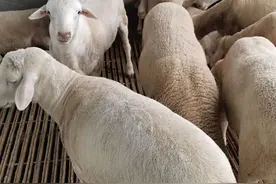 小公羊去势的最佳时机，公羊去势的好处，新手养羊人必看图片