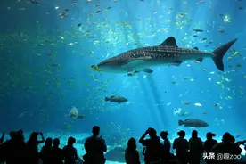 世界十大最凶猛的鲨鱼排名图片