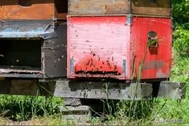 管理好蜂群，巢门是关键，3招教你运用巢门管理蜂群图片