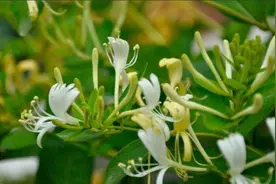农村这种金银花，花朵现在采摘正当时，不但可泡茶喝还能盆栽图片