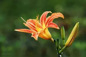 山海经里好听的植物名图片