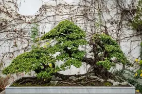 怎么让下山桩发出新芽，方法很简单，一看就会。图片