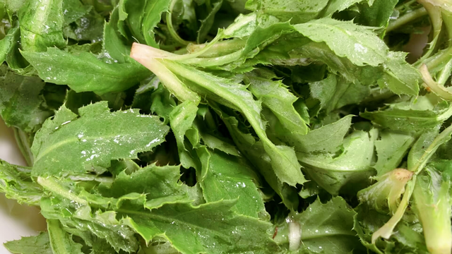 4月，遇到刺菜抓紧吃，一杀菌，二消炎，三护肝，随手一拌真鲜美