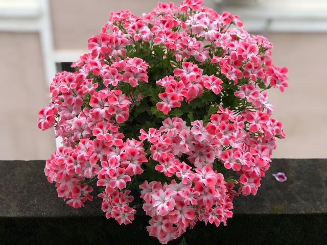 有种天竺葵叫"糖果粉云",又美又仙,花量超多,新手养也能爆盆