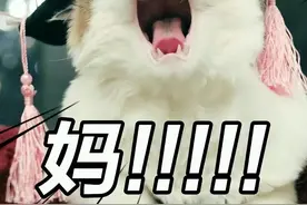 小奶猫摔下来后，第一时间跑去找妈妈，网友：有妈的孩子像块宝图片