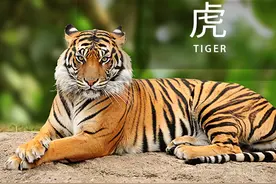 猫科动物大赏｜虎年说虎图片