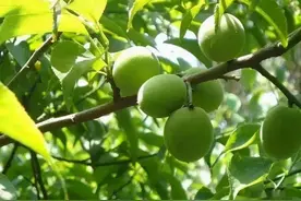 《乌梅子酱》的“梅”，是梅雨的“梅”吗？图片