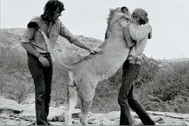 两名男子在非洲和领养的狮子重逢，其背后的故事，更令人动容图片